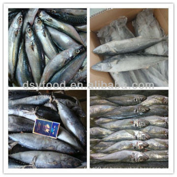 Gefrorene Pacific Mackerel Fish Spanische Makrele Pferd Makrele Bonito